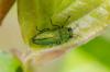 254389 – Photo : Zelvelder Benjamin – France (72)